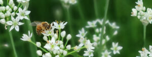 Photo of white blossom on bright green stems, with a big bee on the one in the middle.