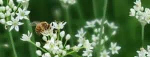 Photo of white blossom on bright green stems, with a big bee on the one in the middle.