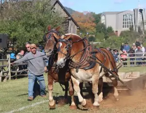 Horse pull at the Blue Ridge Folklife Festival