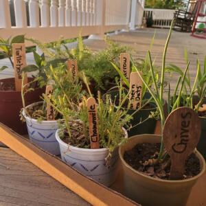 Thumbnail image for the Ferrum College’s Blue Ridge Institute and Museum To Host Biannual Plant and Seed Swap news item
