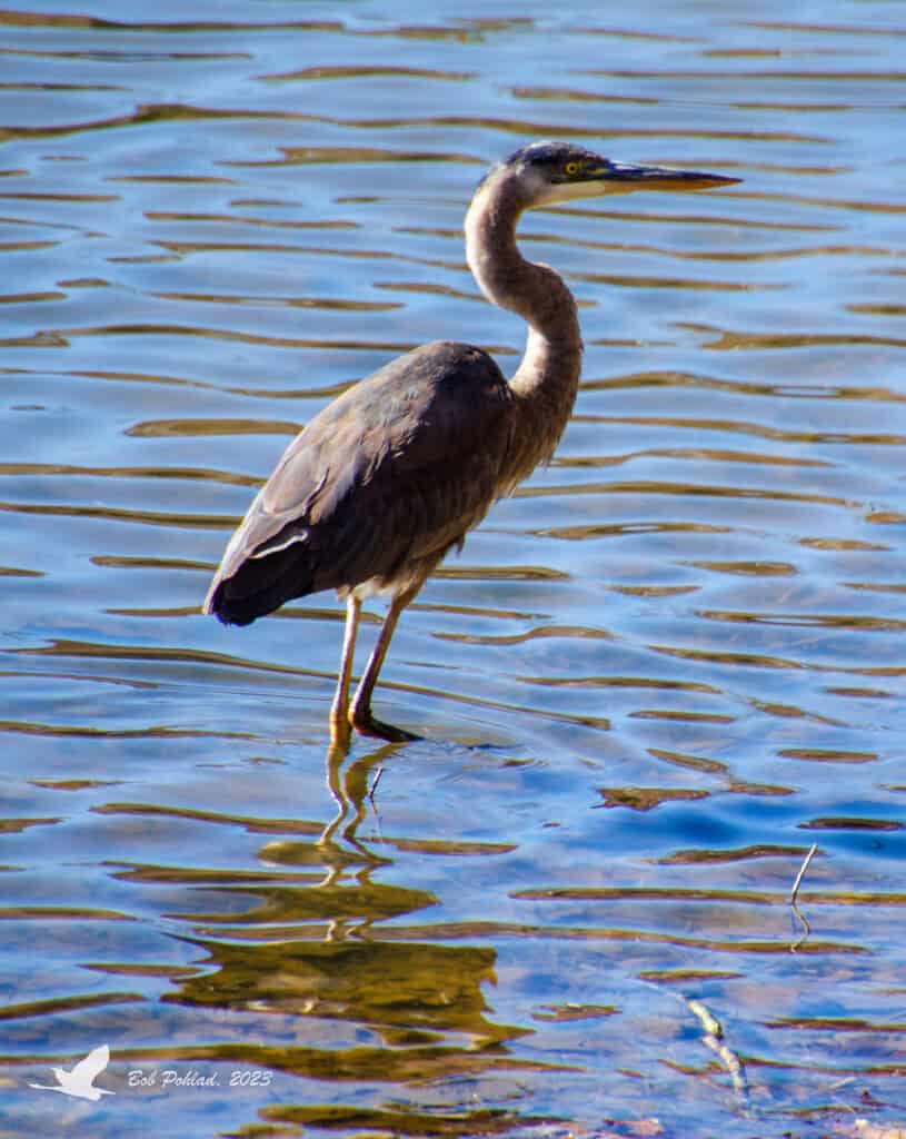 Great blue heron standing in Adams Lake with water ripples around its long legs