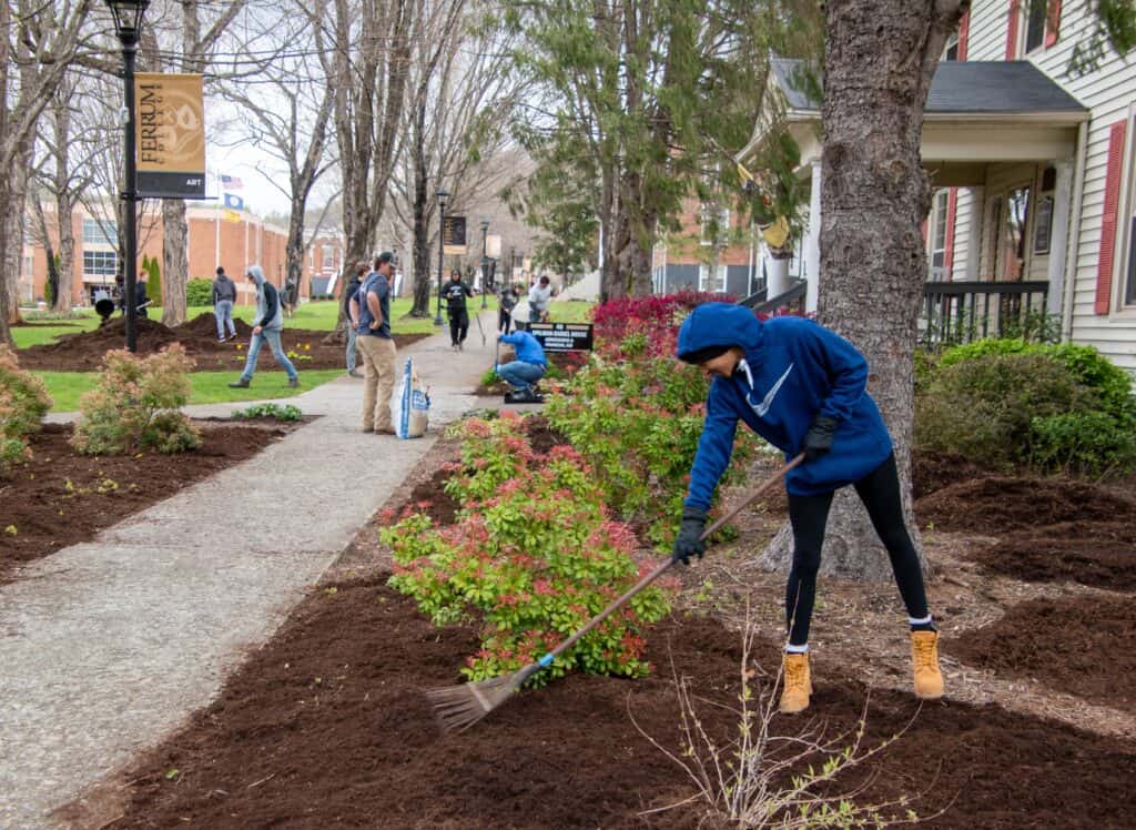 Students scattered around a campus quad doing gardening, one raking mulch in foreground, with sidewalk going through center of photo and brick buildings in background, fall clothing and colors on a few plants