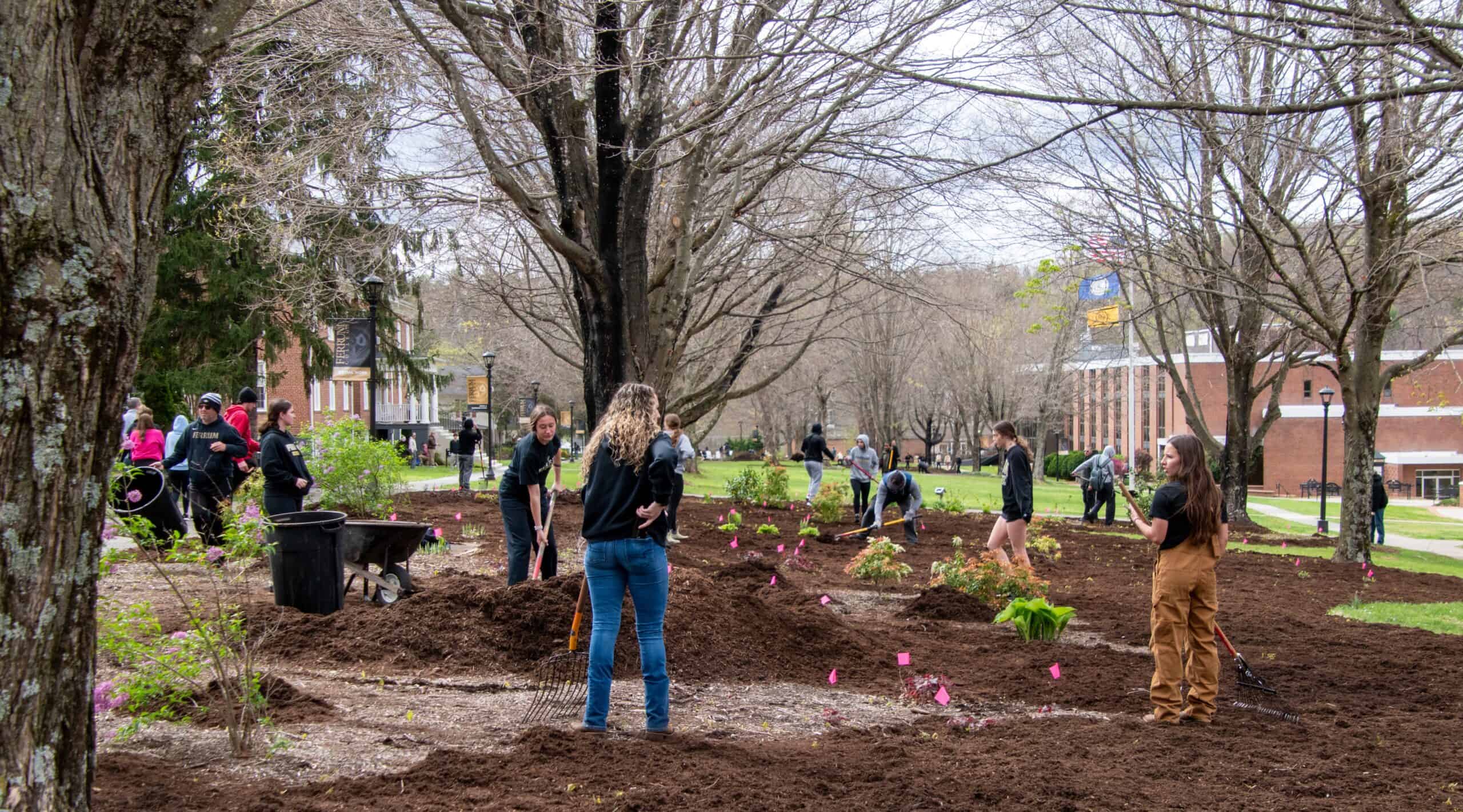 Students scatters around a large lawn of mostly mulch and also grass and bare trees, raking and spreading mulch, with brick buildings in background