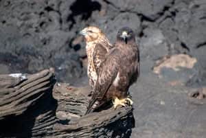 Two brown and white Galapagos birds sitting together on rocky/driftwood landscape near water