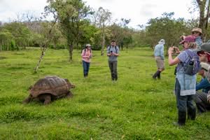 Several travelers in green landscape with large Galapagos turtle