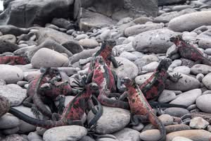 Group of red and brown large lizards sitting on Galapagos rocks
