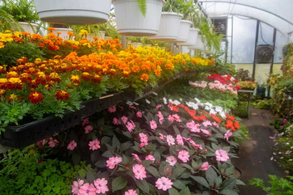 Rows of green house plants with pink, orange and yellow flowers prominent, white hanging baskets above