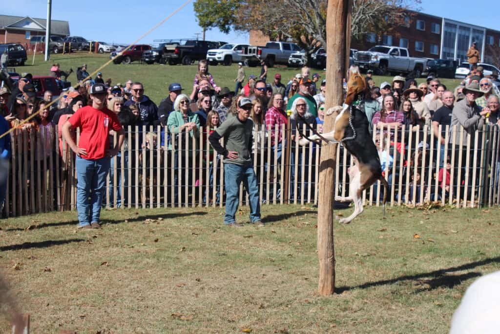 Dog jumping up pole in animal contests at folklife festival, with a couple men inside a surrounding fence and crowd outside fence, with hillside and cars in background