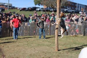 Dog jumping up pole in animal contests at folklife festival, with a couple men inside a surrounding fence and crowd outside fence, with hillside and cars in background