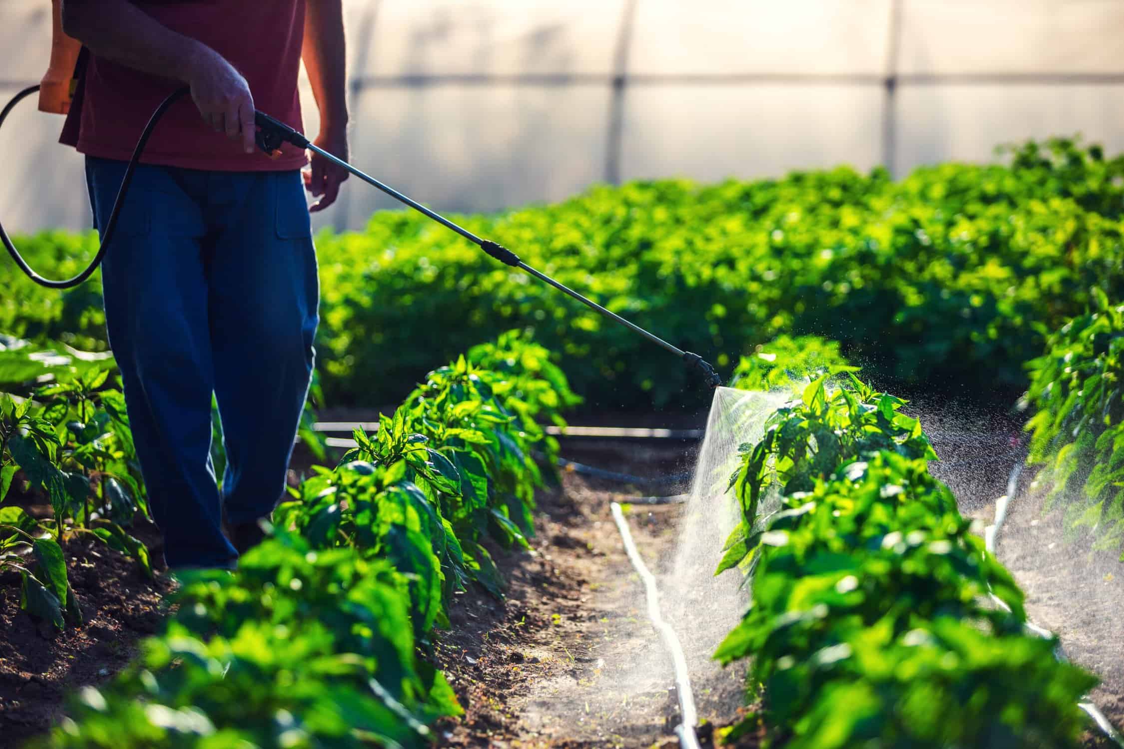male worker watering green plants in a green house