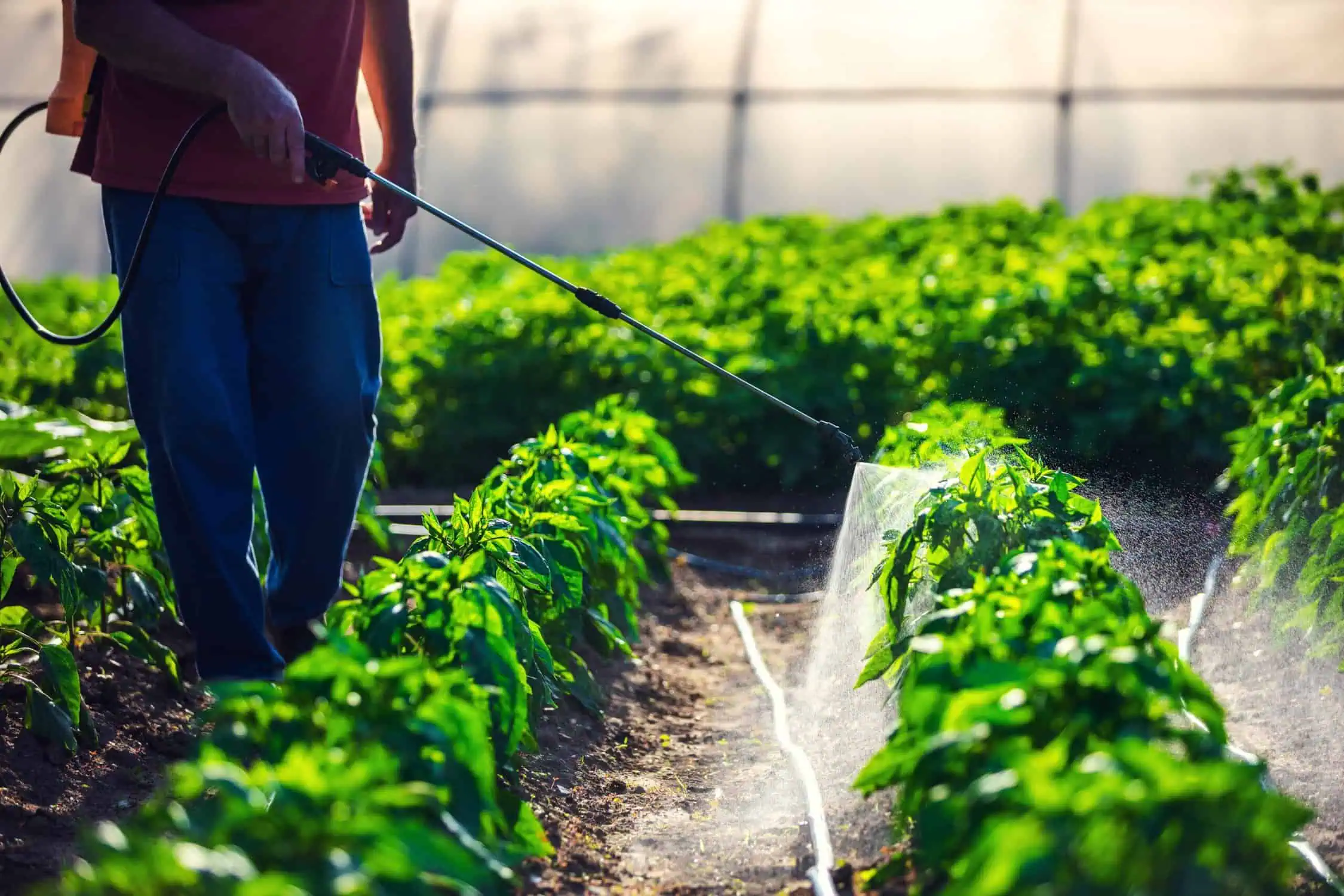 male worker watering green plants in a green house