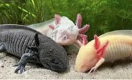 Three axolotl of different colors, lizard-like with long ears and horns, with grass in background and sand in front of them