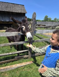 A child in a blue vest on the right feeds something with his hand to Brimmy the donkey at the BRIM historic farm museum, with a split-rail fence between them and barn in background