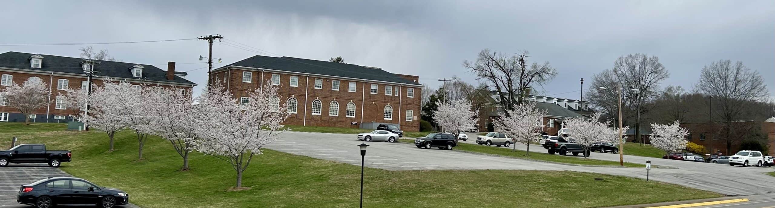 Parking lot and grass behind classical brick college buildings with early spring white blooms on trees across the photo