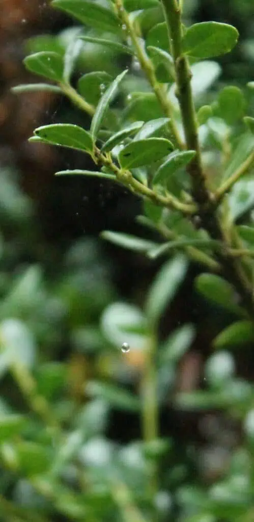 Artistic vertical photograph that is a closeup of a few bright green branches of a bush, with a vivid water drop in the middle. 