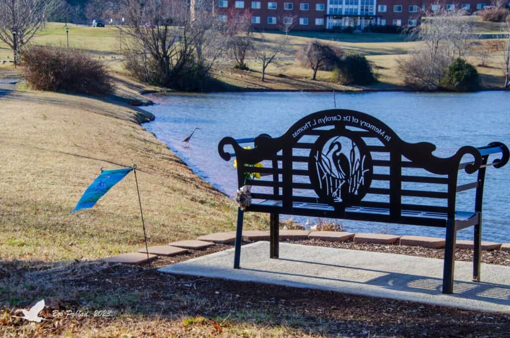 Great blue heron at the edge of big pond with black memorial bench in foreground that has heron design and brick campus building in background