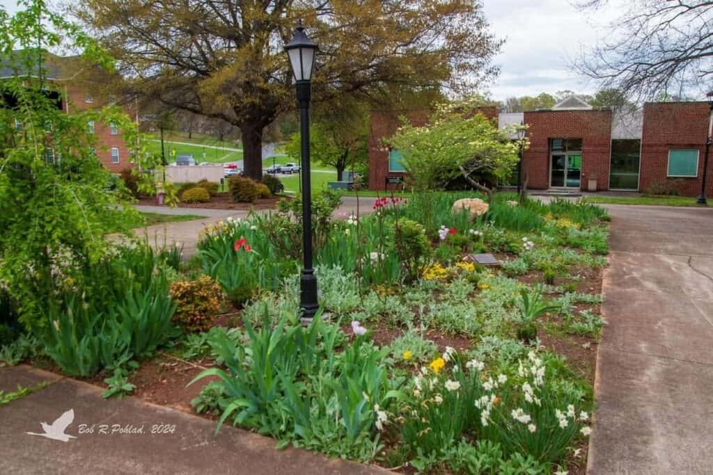 A small narrow garden with spring plants and trees between two sidewalks and brick buildings on campus