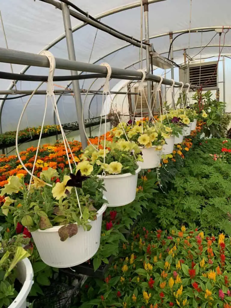 Multicolored flowers, mostly yellow, in a long row of hanging white baskets in a greenhouse, with plants behind and below them, under a white sloped roof