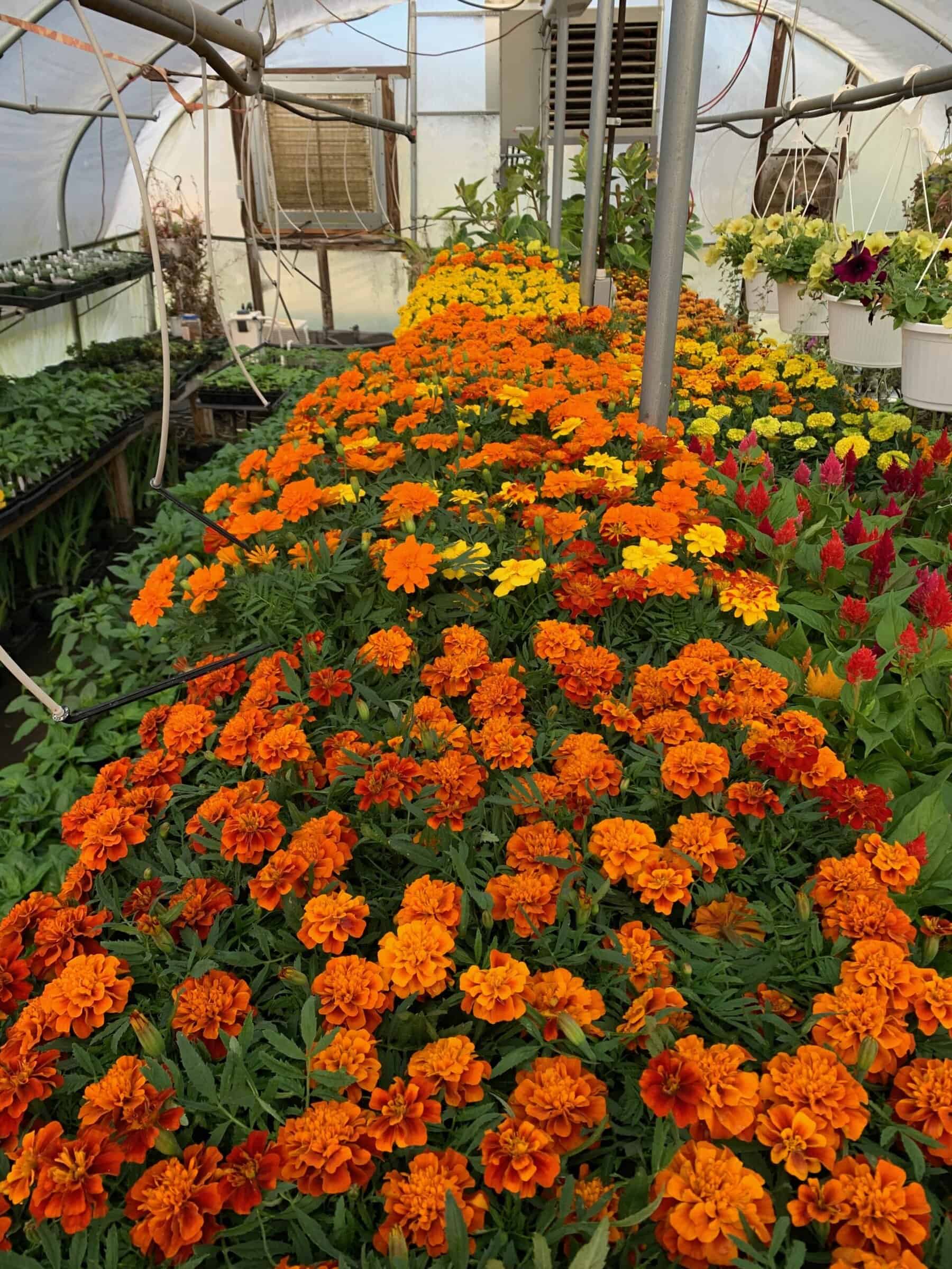 Thumbnail image for the Ferrum College Horticulture Program to Host Annual Spring Plant Sale news item