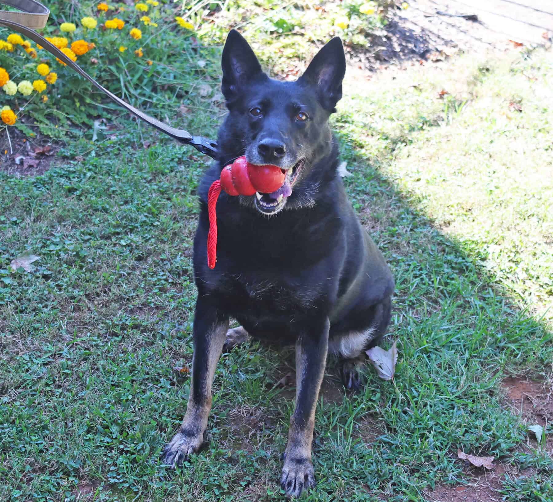 A German Shepard with a black coat and a brown underbelly. It's holding a rubber toy in its mouth. Sitting in the grass with its ears perked up.