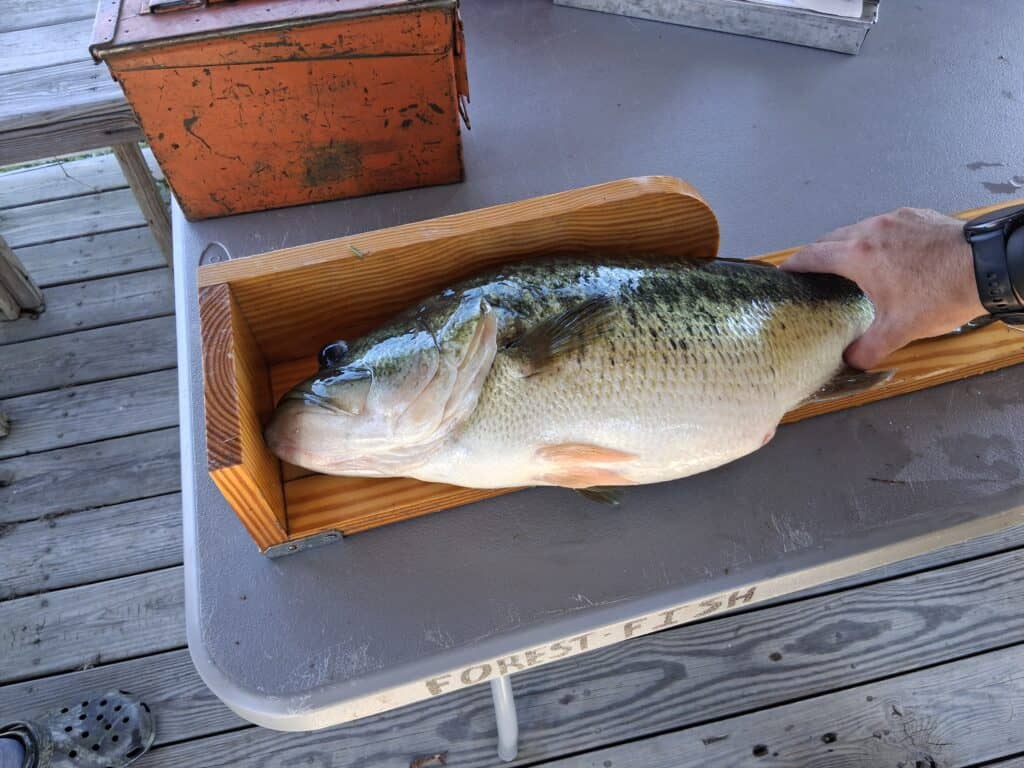 A hand grips the tail of a largemouth bass on a wood fish board for length measurement with wood decking below