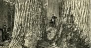 Black and white photo of base of several giant redwood trees with human figures at bottom