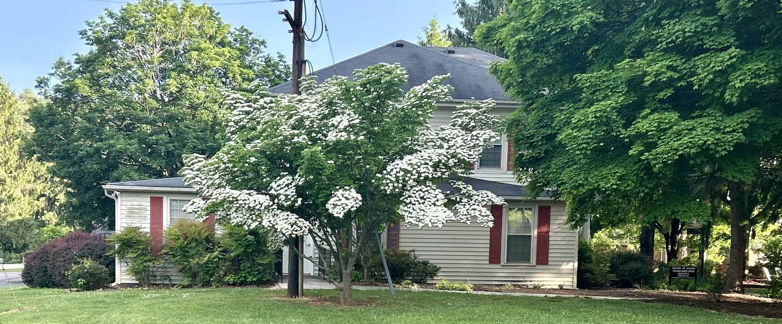 Side of college president's house with beige siding, red shutters, dark roof and big tree with white blooms in front, with grass and trees surrounding the photo
