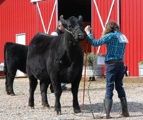 female student with black cow outside of red barn