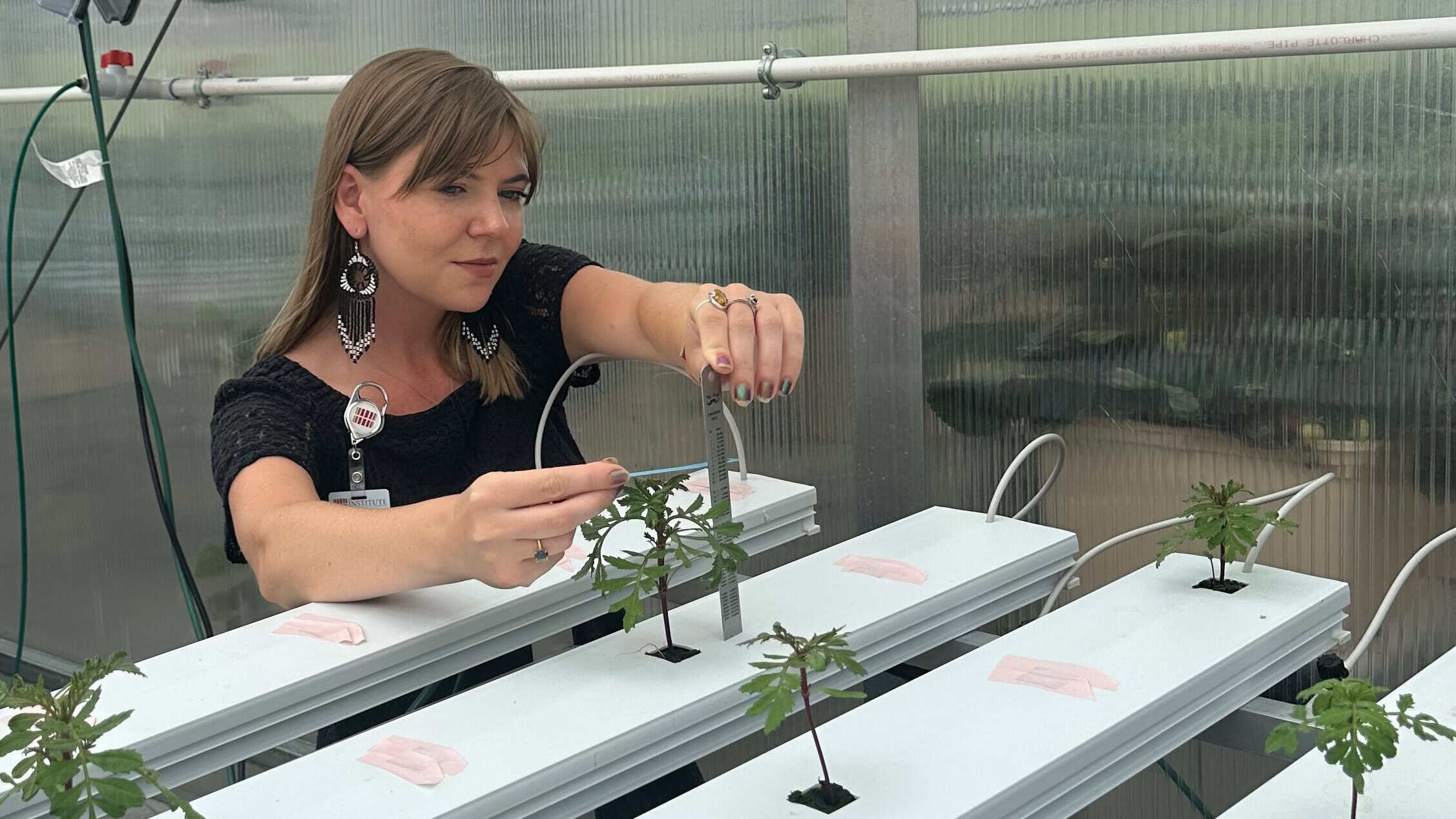 Thumbnail image for the Ferrum College Student Cultivates a Bright Future Through Research and Innovation on July 8, 2026