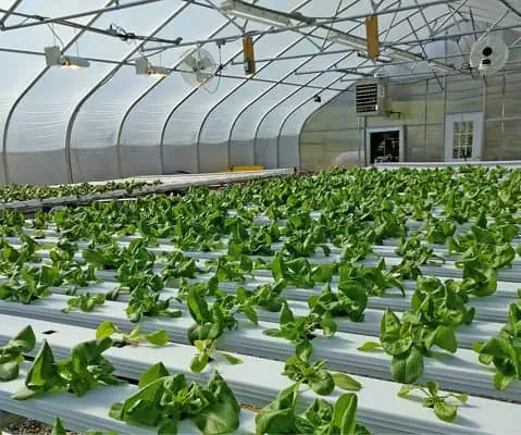 overview photo of green plants in green house